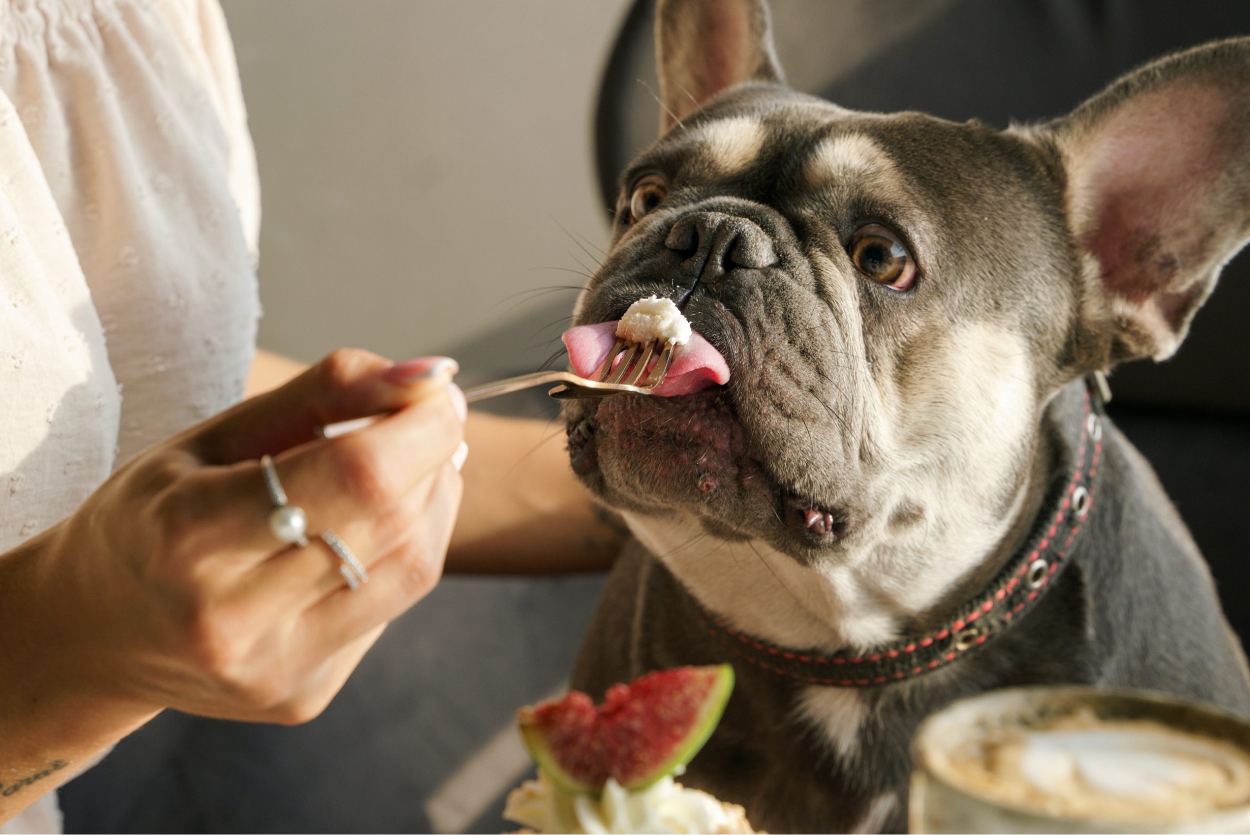 Frise Grooming & Pet Shop-Salon Canin Timișoara | The Benefits of Limited Ingredient Dog Food