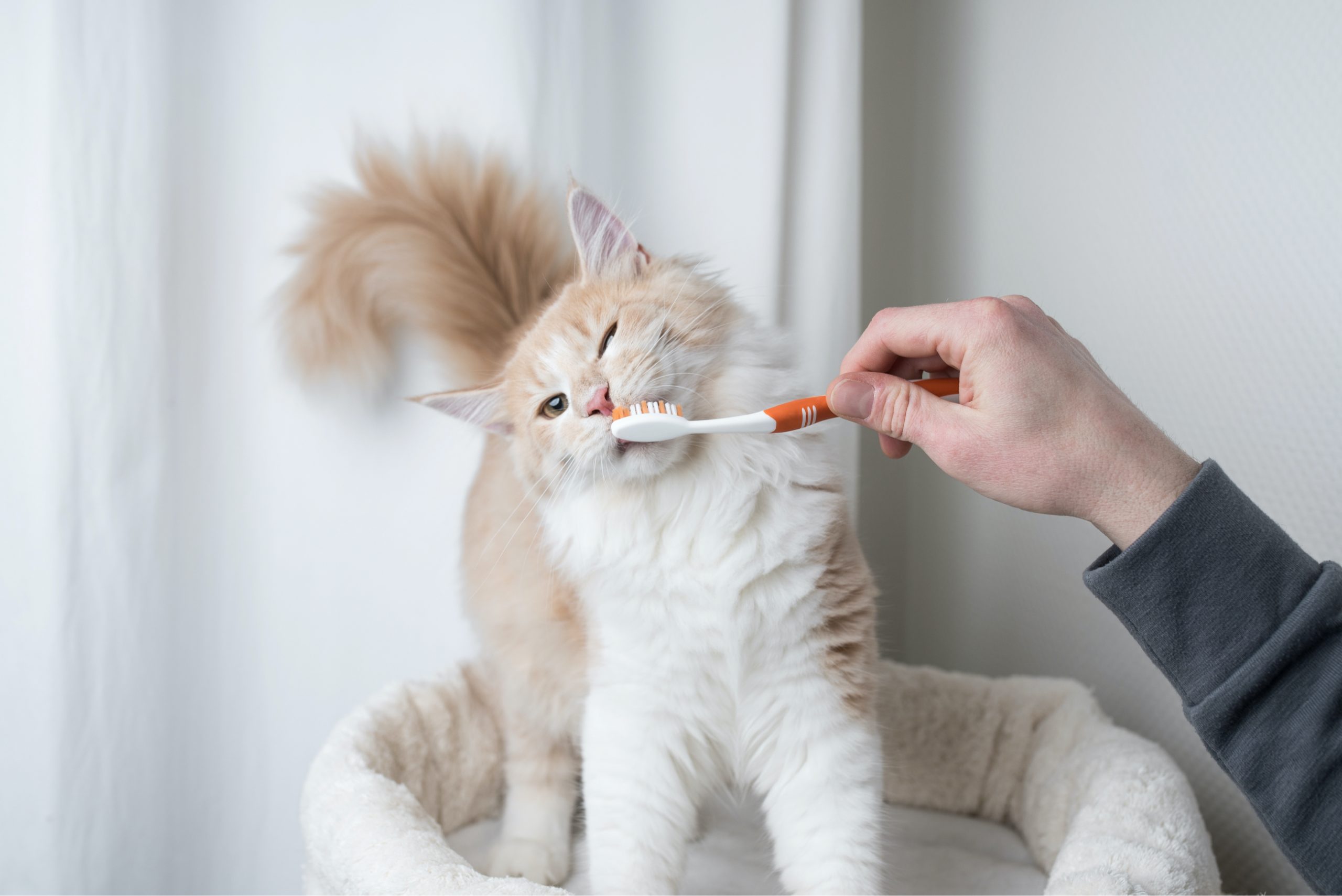 Frise Grooming & Pet Shop-Salon Canin Timișoara | Healthy Dental Practices for Pets