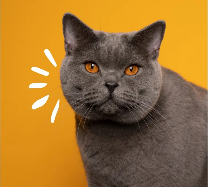 Frise Grooming & Pet Shop-Salon Canin Timișoara | How to Travel with Cats