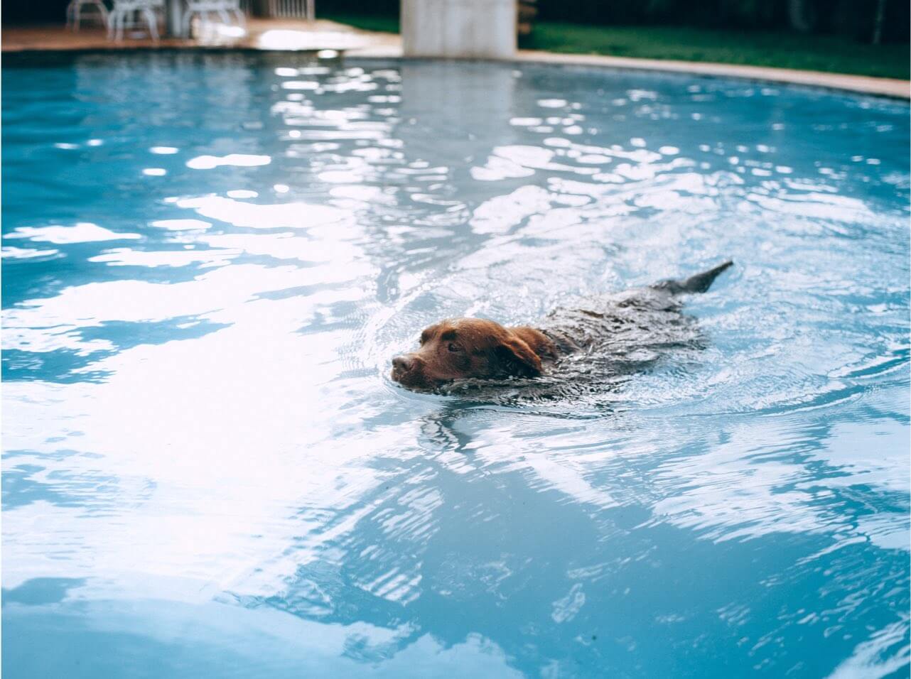 Frise Grooming & Pet Shop-Salon Canin Timișoara | Is The Swimming Pool Safe For Your Pets?