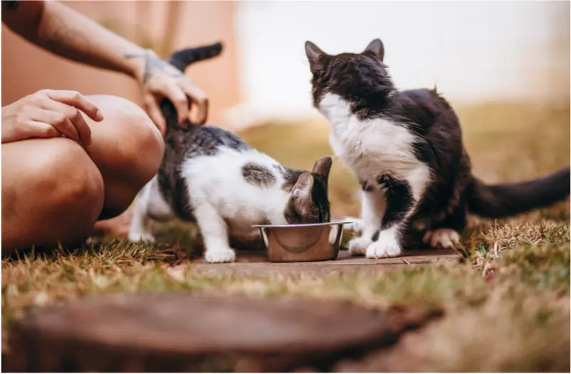 Frise Grooming & Pet Shop-Salon Canin Timișoara | Why Is My Cat Always Hungry?