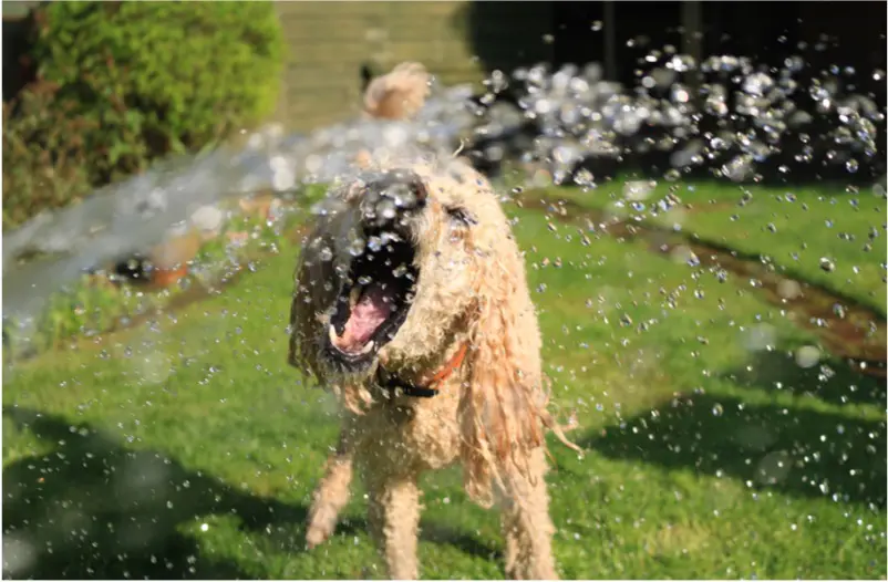 Frise Grooming & Pet Shop-Salon Canin Timișoara | Cool Pet Tips for the Dog Days of Summer