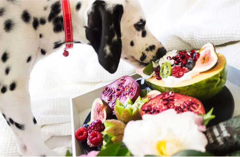 Frise Grooming & Pet Shop-Salon Canin Timișoara | Holiday Food Dangers for Dogs and Cats