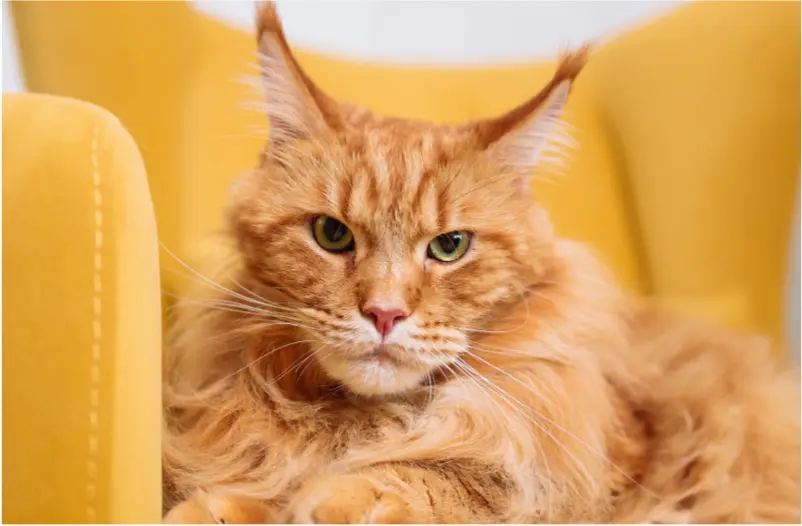 Frise Grooming & Pet Shop-Salon Canin Timișoara | Tips for Moving to a New Home With a Cat